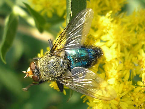 Image of bluebottle blow fly