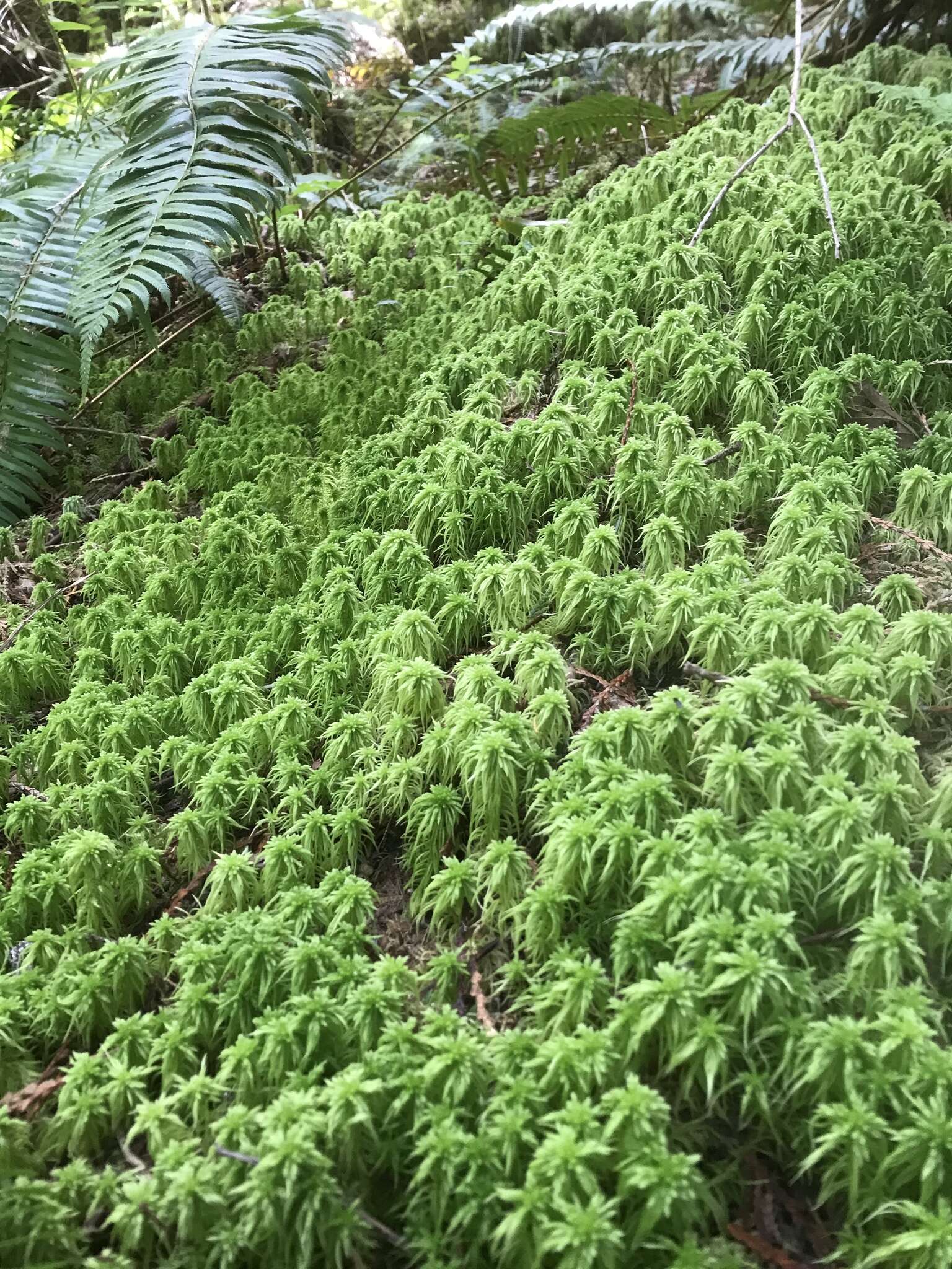 Imagem de Sphagnum rubiginosum Flatberg 1993