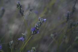 Image of English Lavendar