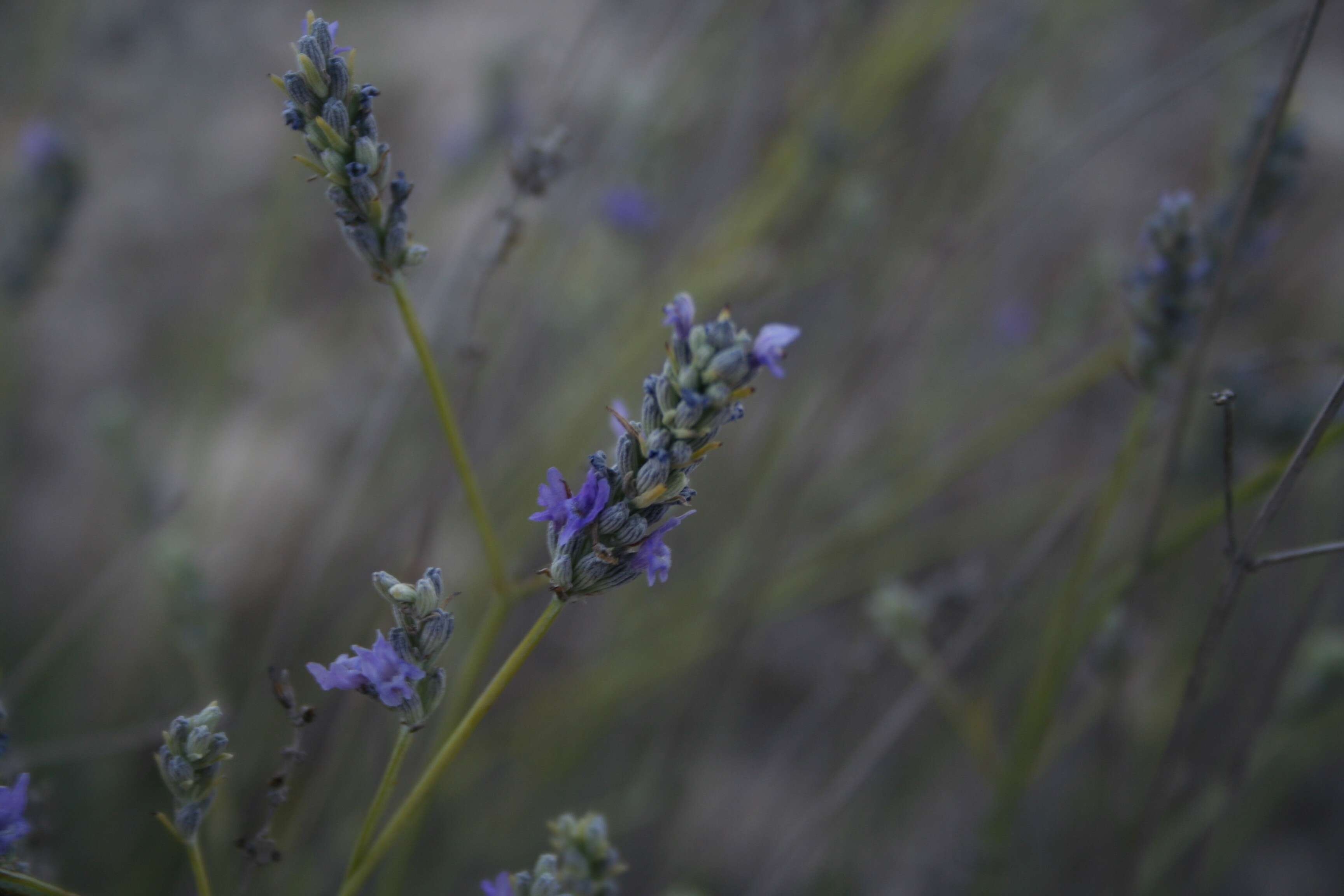 Image of English Lavendar