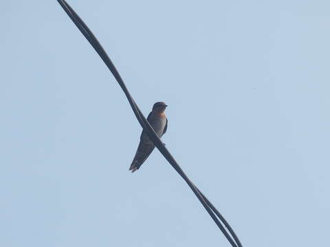 Hirundo tahitica javanica Sparrman 1789 resmi