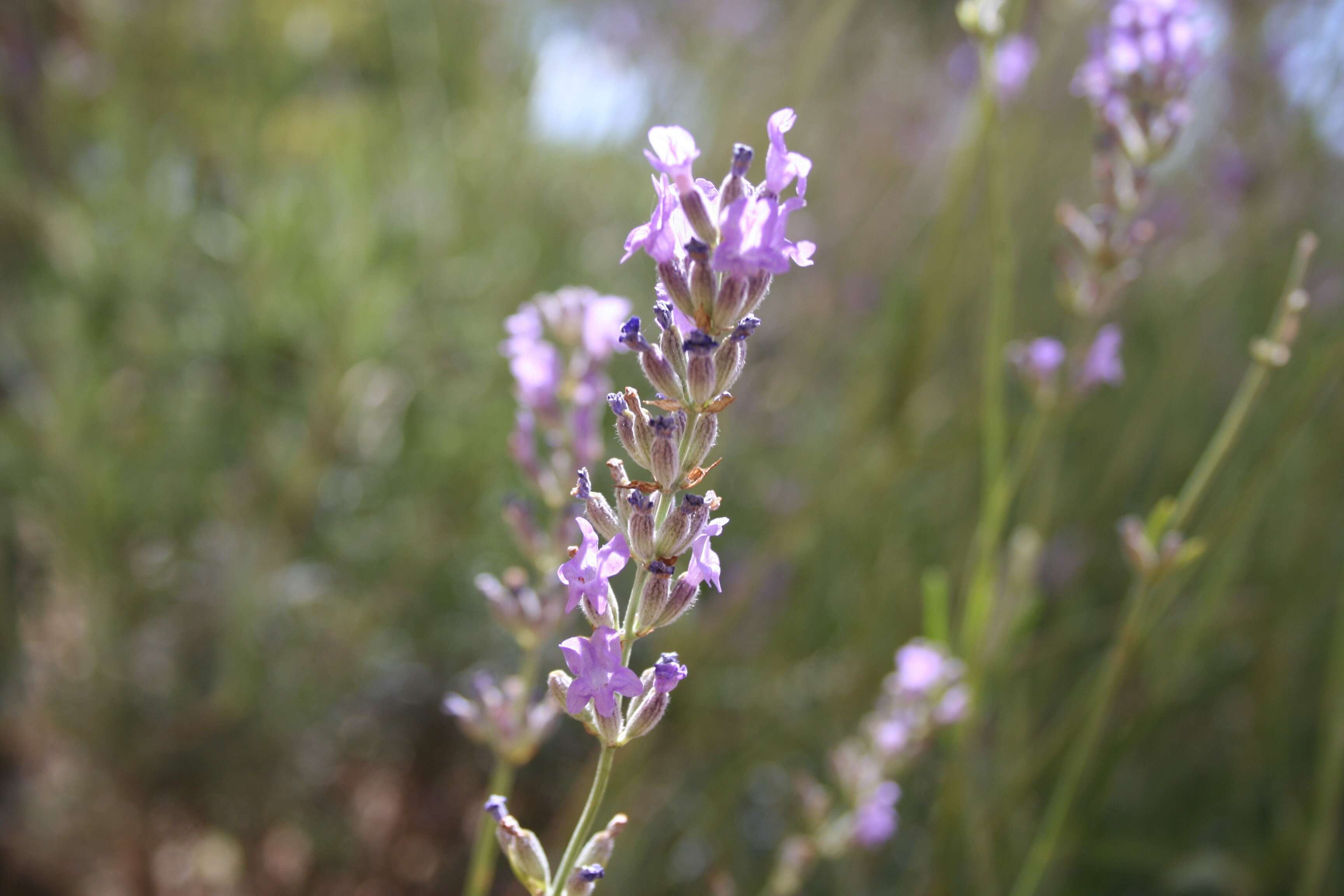 Image of English Lavendar