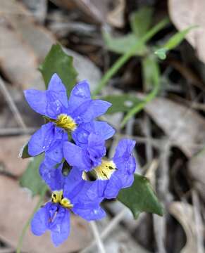 Image of Dampiera diversifolia de Vriese