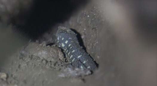 Image of Costa Rican Tropical Night Lizard