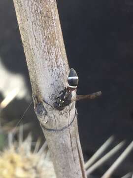 Imagem de Leptochilus rufinodus (Cresson 1868)