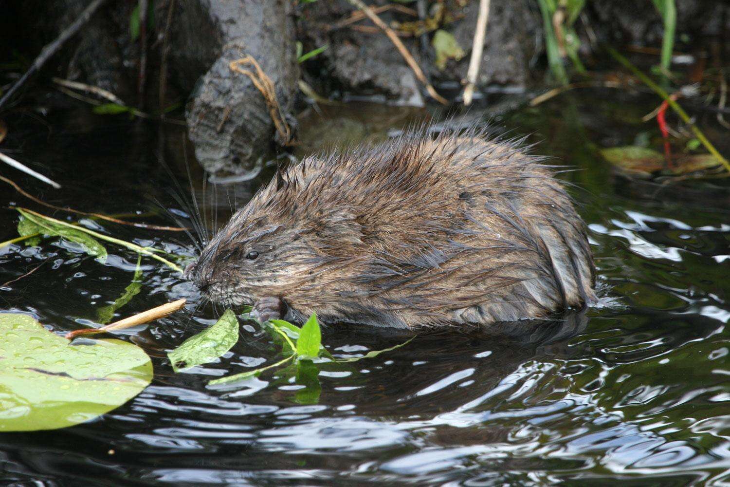 Image of muskrat