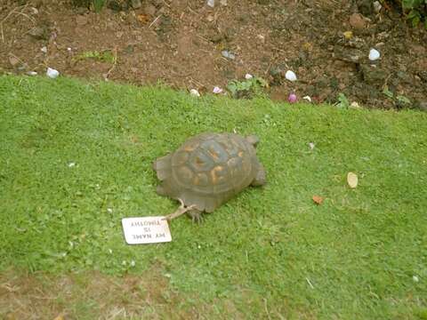 Image of Marginated Tortoise