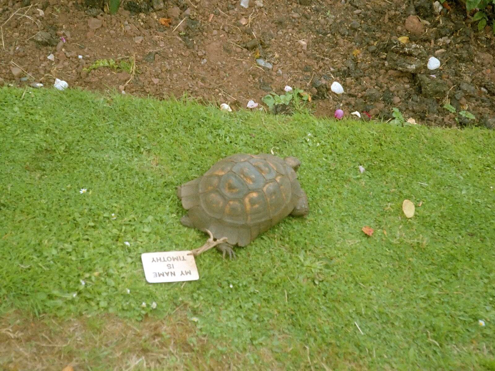 Image of Marginated Tortoise