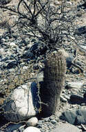 Imagem de Echinopsis thionantha (Speg.) Werderm.