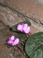 Image of Cyclamen coum Miller