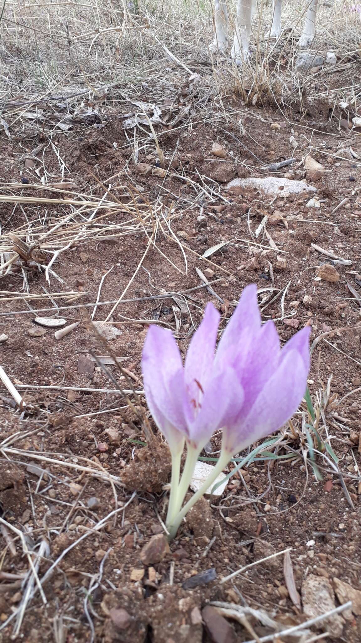 Image of Colchicum bivonae Guss.