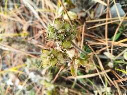 Image of Oxytropis sylvatica (Pall.) DC.