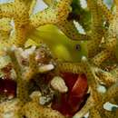 Image of Emerald coral goby