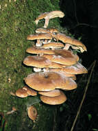 Image of Armillaria ostoyae (Romagn.) Herink 1973