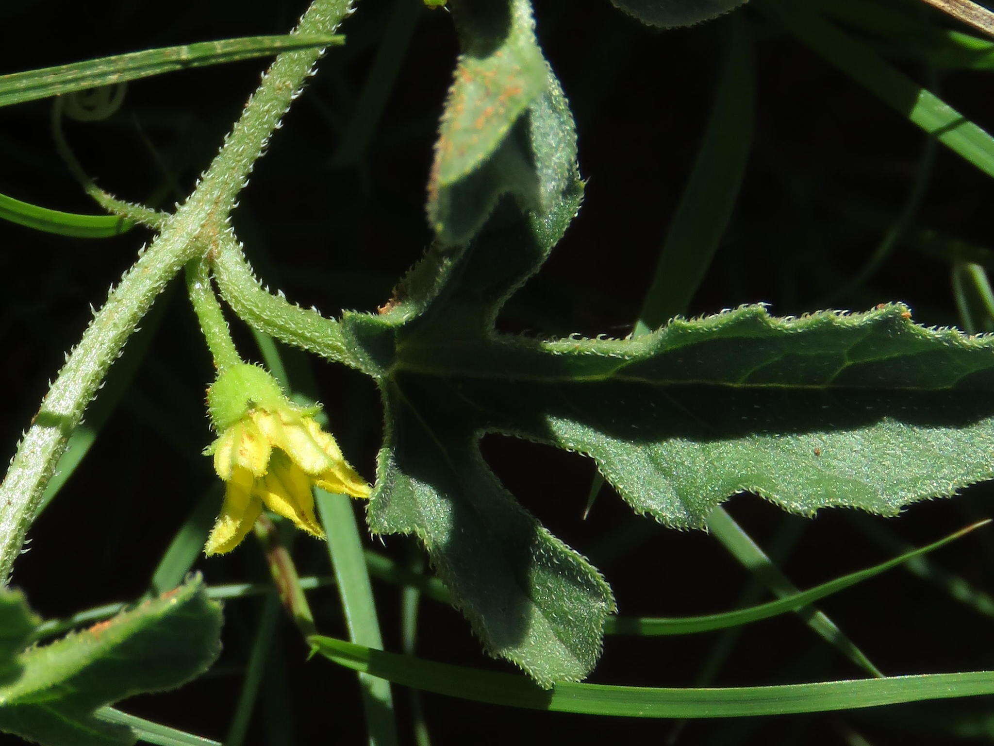 Image de Cucumis zeyheri Sond.