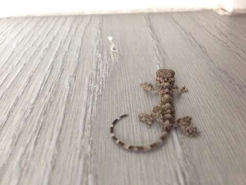 صورة Gekko chinensis (Gray 1842)