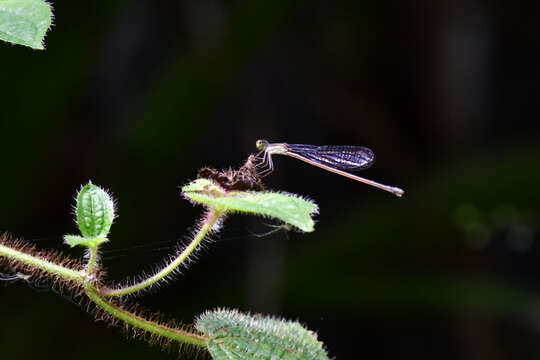 Image of Telebasis vulnerata (Hagen 1861)