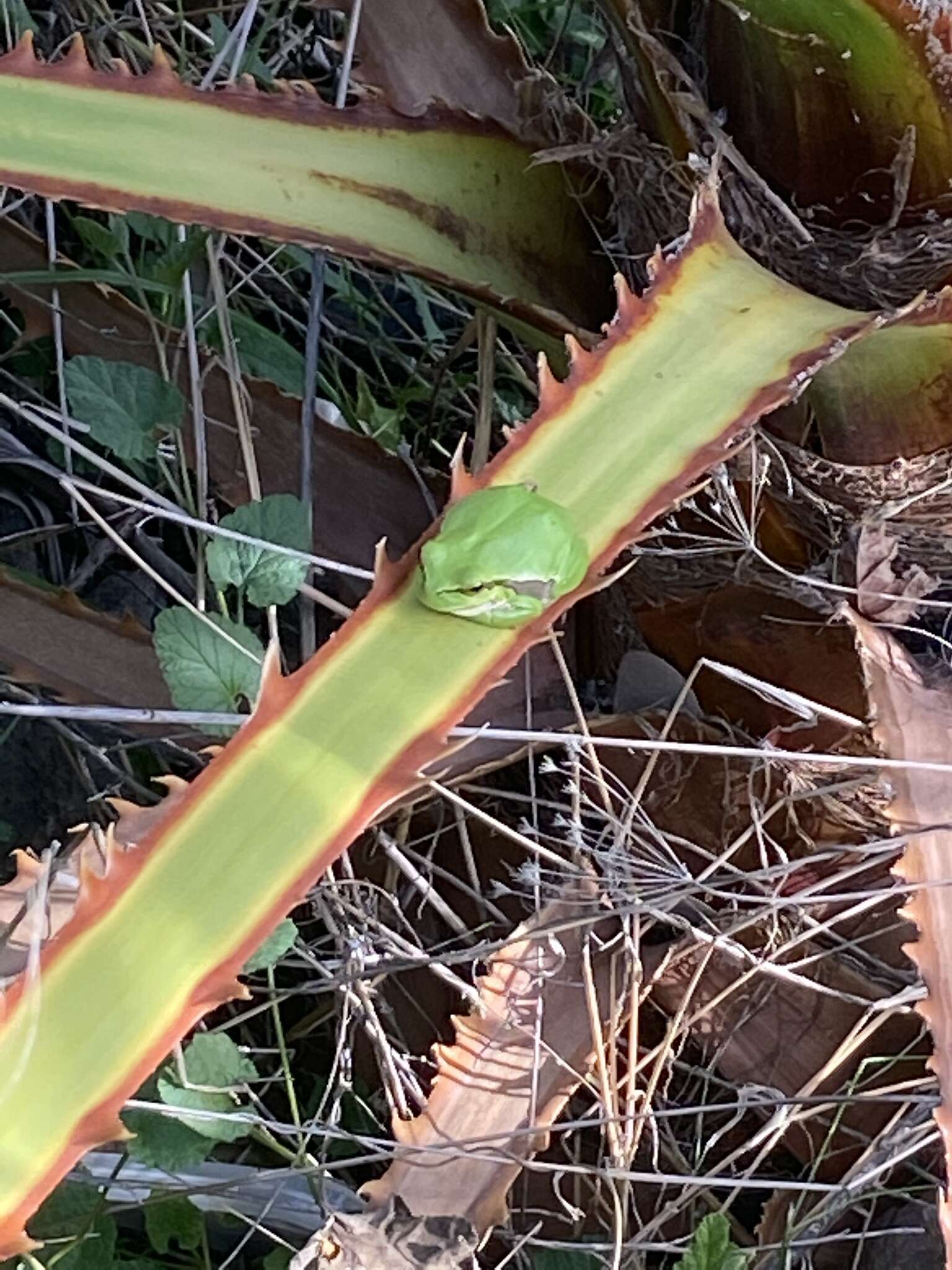 Image of Lemon-yellow tree frog