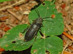 Image of Black Spruce Borer