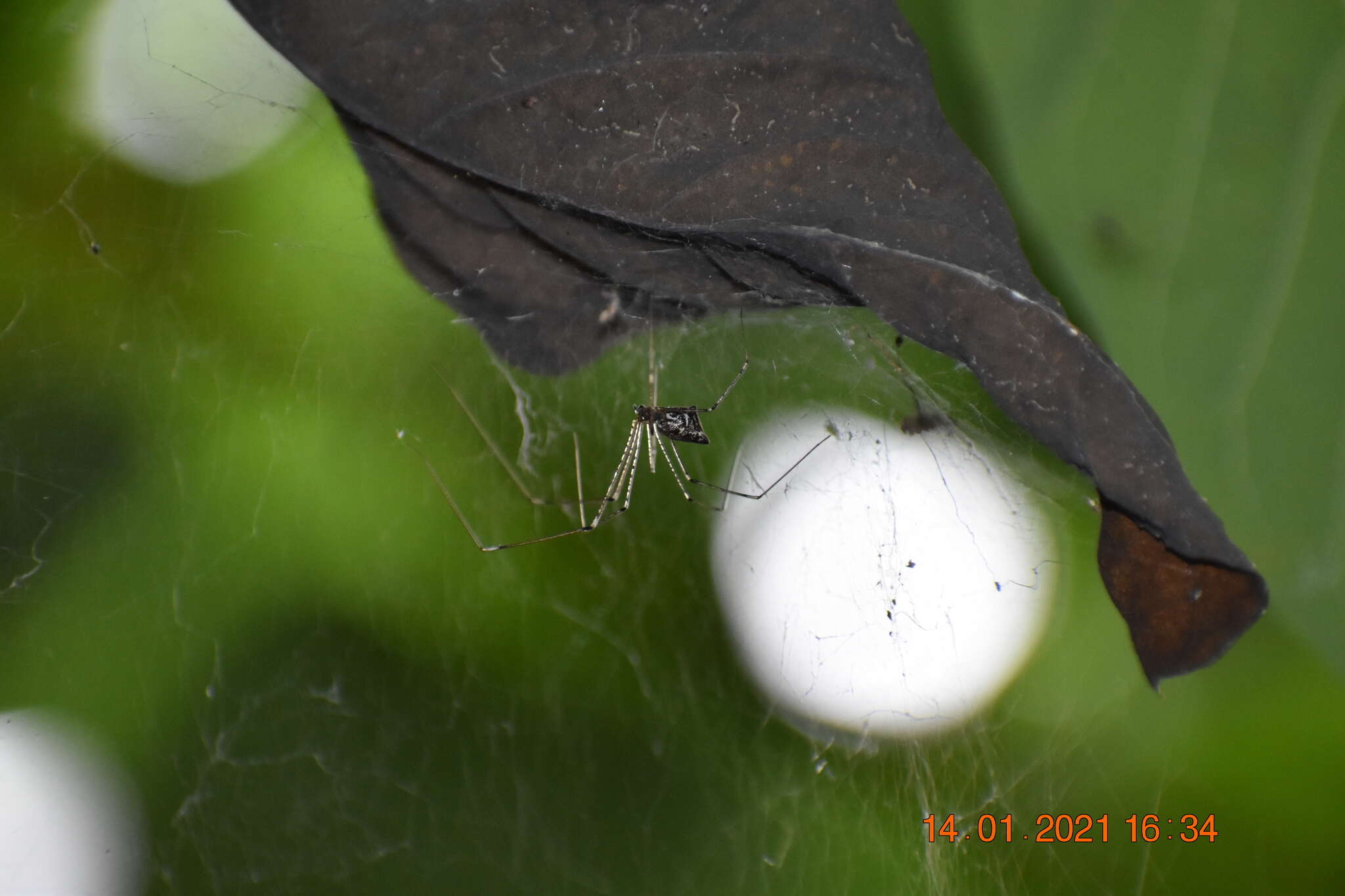 Image of Cellar spider