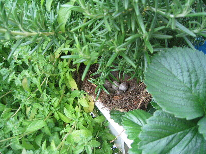 Image of Pied Wagtail and White Wagtail