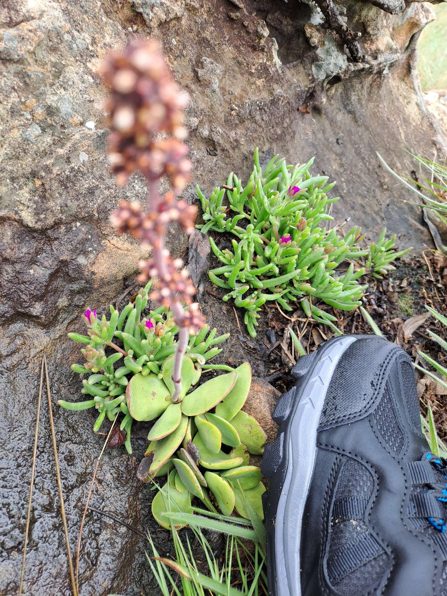 Image of Delosperma cooperi (Hook. fil.) L. Bol.