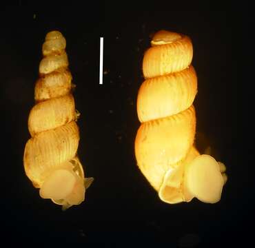 Image of Looping snail