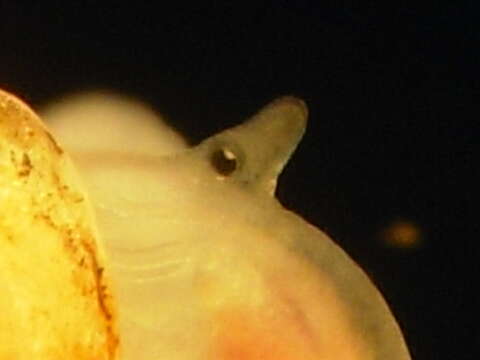 Image of Looping snail