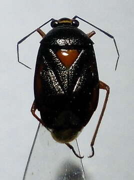 Image of Deraeocoris ventralis Reuter 1904