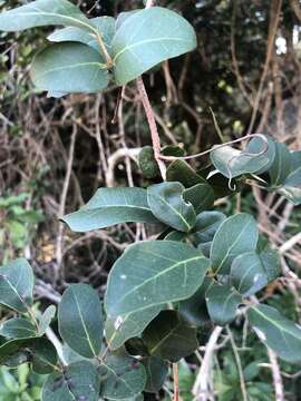 Plancia ëd Rhoicissus sessilifolia E. Retief