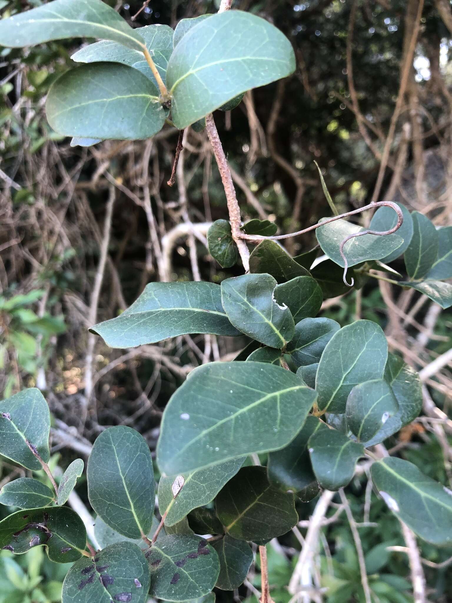 Image de Rhoicissus sessilifolia E. Retief