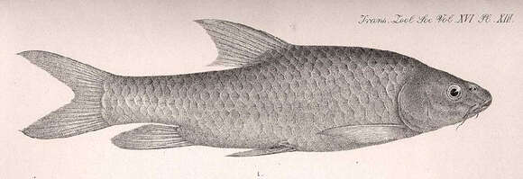 Image of Ripon Barbel