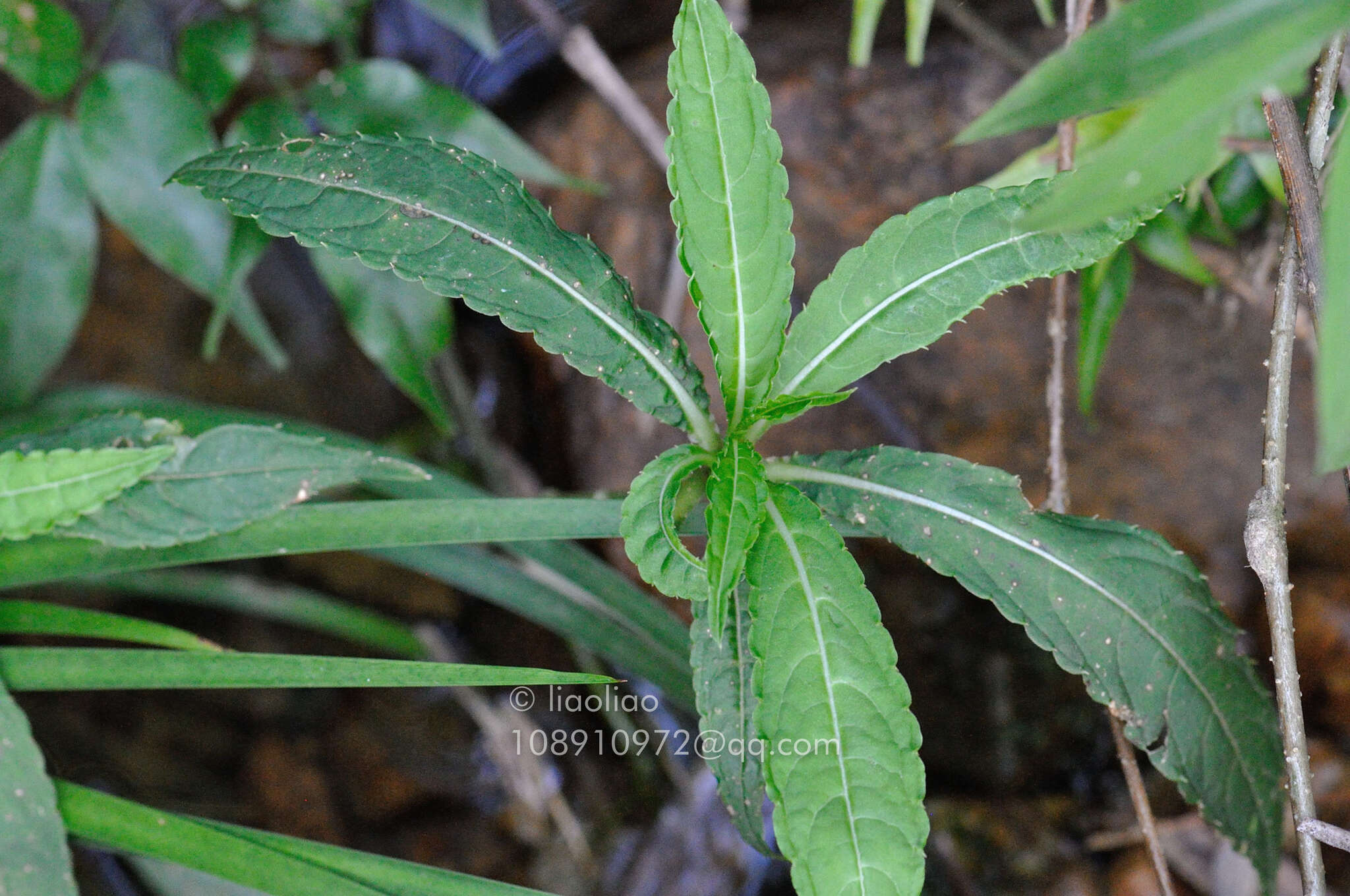 Image of Impatiens tubulosa Hemsl. ex Forb. & Hemsl.