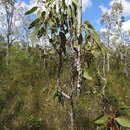 Image of Eucalyptus bancroftii (Maiden) Maiden