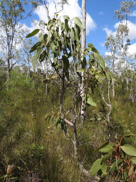 Image of Eucalyptus bancroftii (Maiden) Maiden