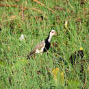 Vanellus crassirostris leucopterus Reichenow 1889 resmi