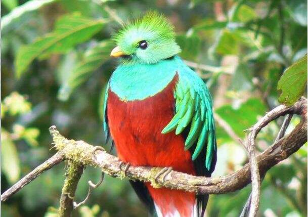 Image of Magnificent Quetzal