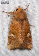 Image of American Ear Moth