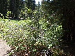 Image of shinyleaf currant