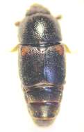 Image of Urophorus