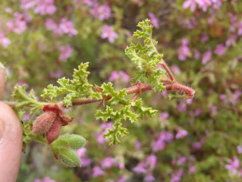 Image of Pelargonium pseudoglutinosum Knuth