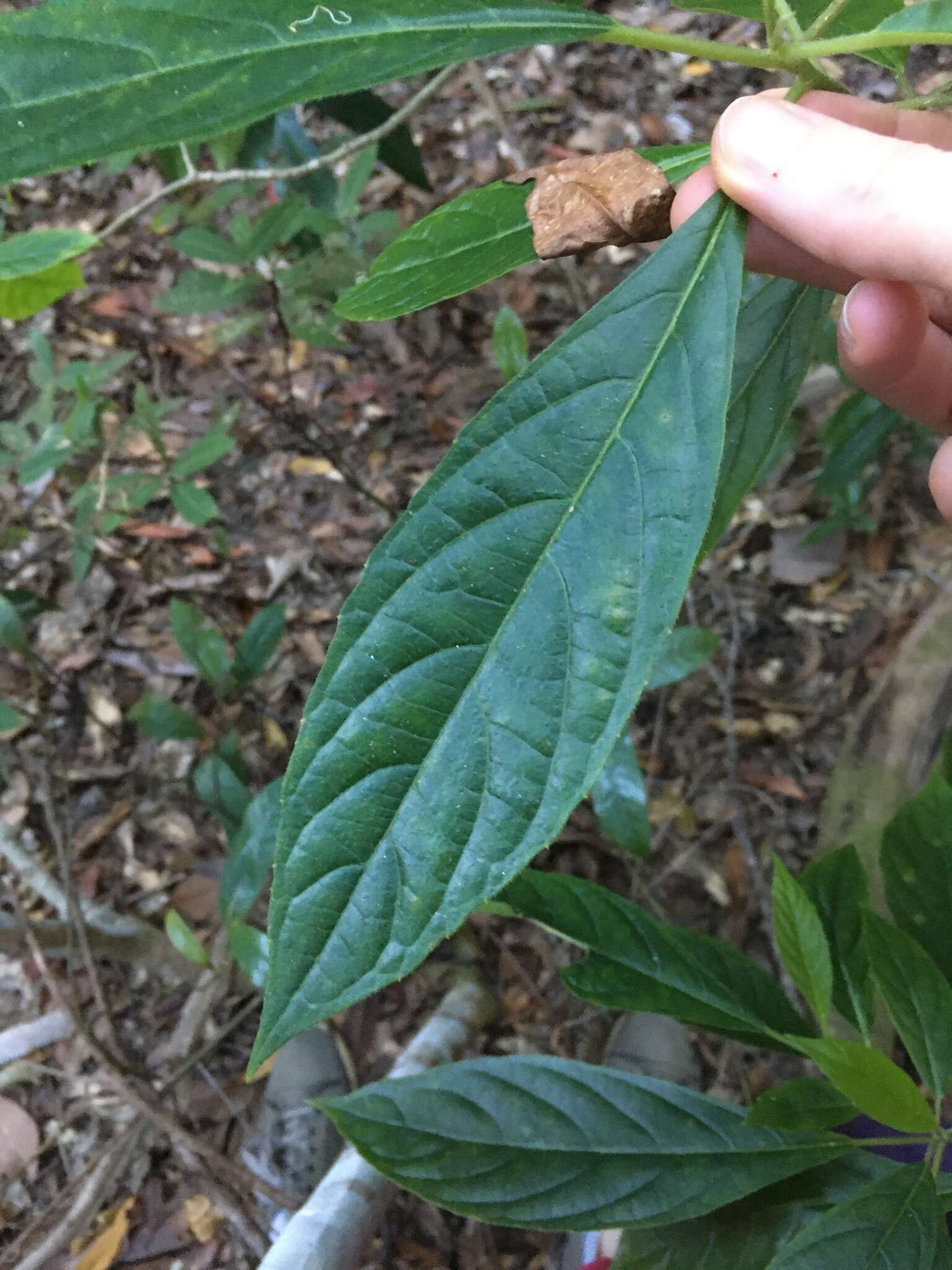 Image of Beautiful Abrophyllum