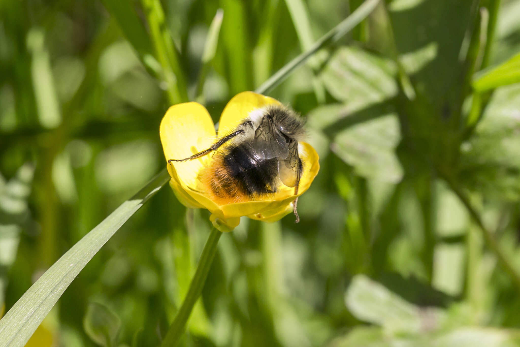 Image of Bombus pyrenaeus Pérez 1879