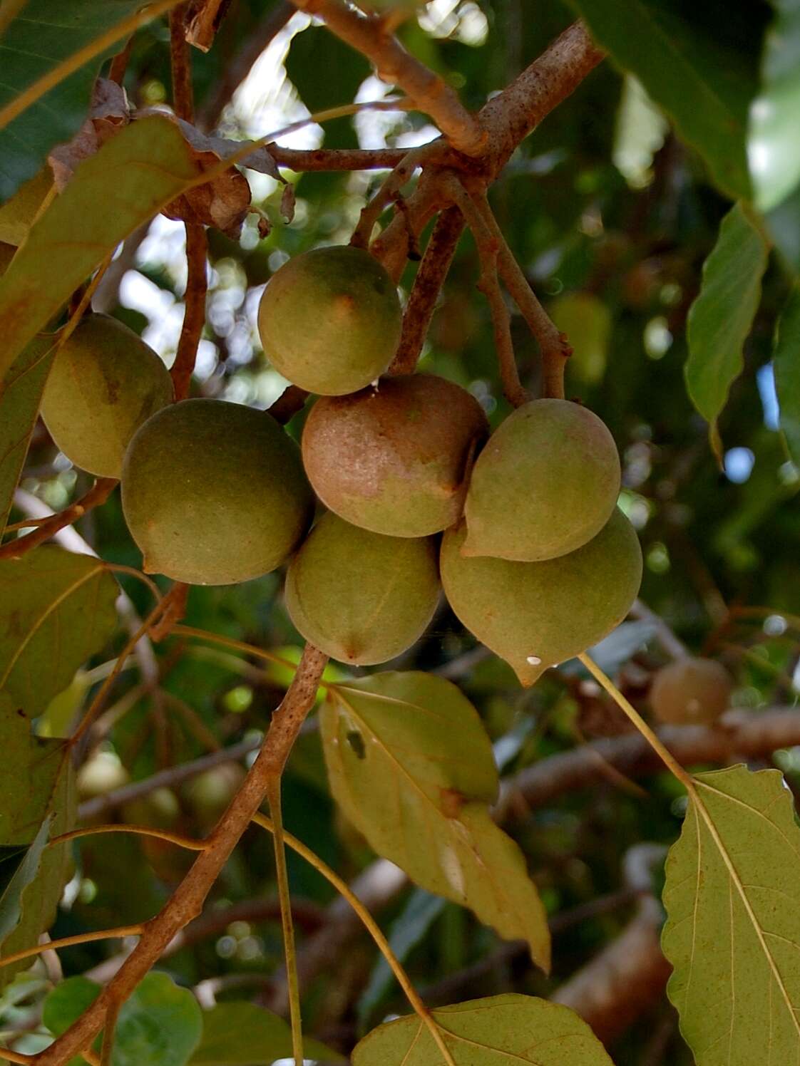 Image of Candlenut