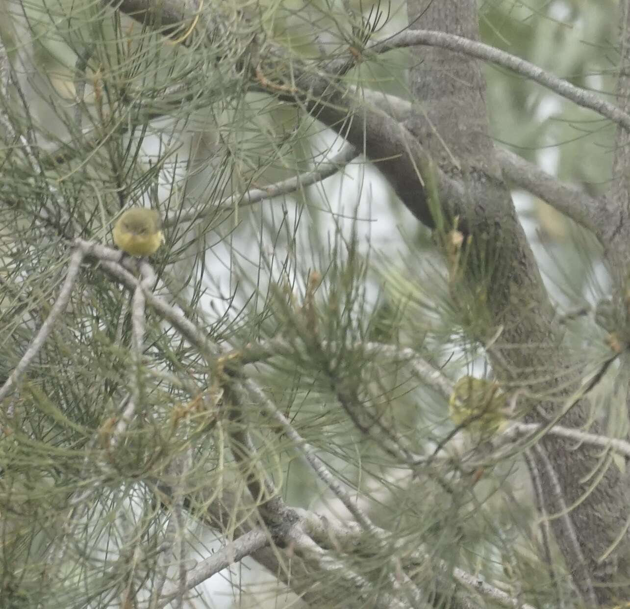Image of Yellow Thornbill