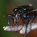 Image of Carabus (Chrysocarabus) solieri Dejean 1826