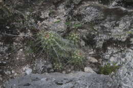 Image of Echinocereus parkeri subsp. parkeri