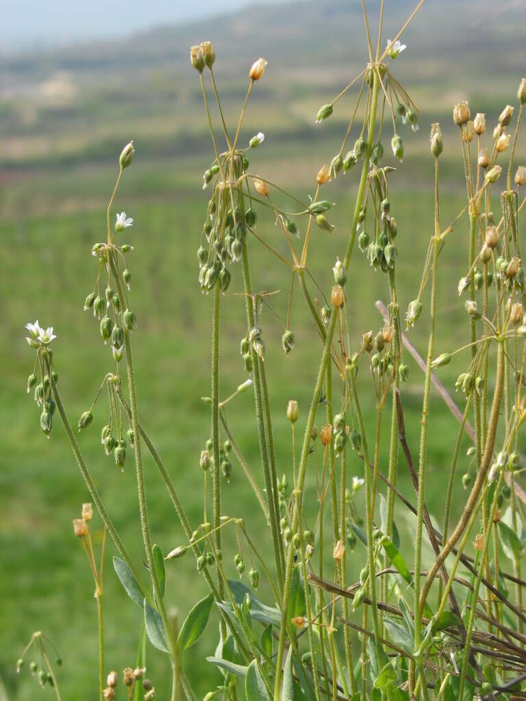 Plancia ëd Holosteum