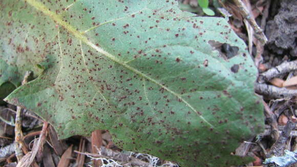 Imagem de Puccinia variabilis Grev. 1824