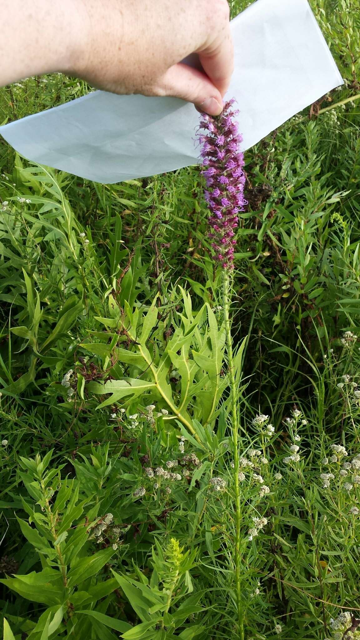 Image of prairie blazing star